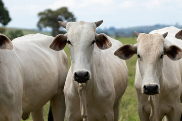 Custeio Agropecuário